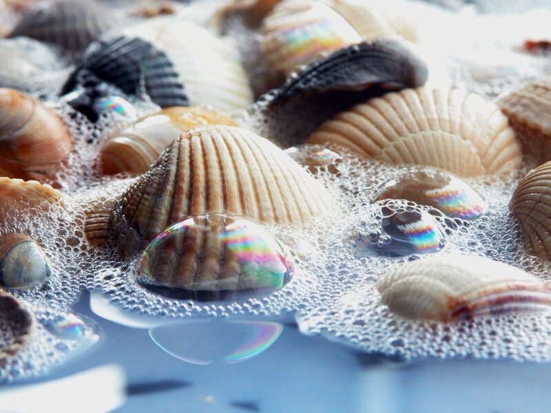 seashells in soapy water