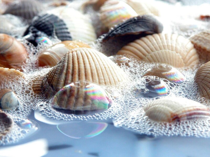 Seashells in Soapy Water — White, Calm, Photograph, Bubbles, Foam, Shells, Beige