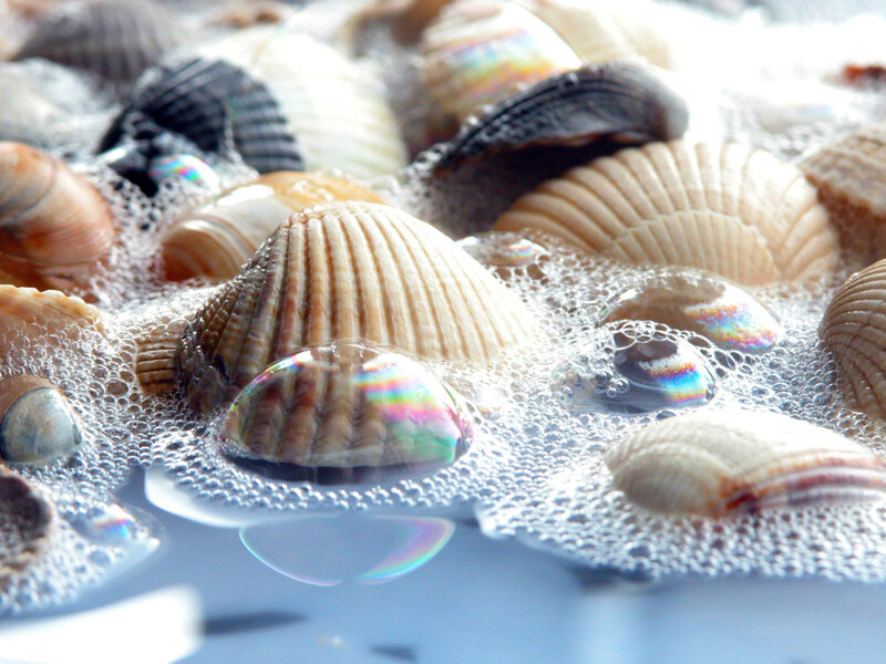Seashells in Soapy Water — White, Calm, Photograph, Bubbles, Foam
