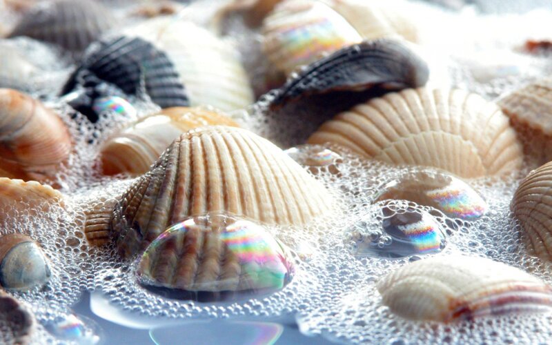 Seashells in Soapy Water — White, Calm, Photograph