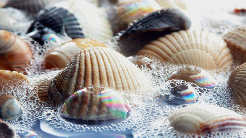 Seashells in Soapy Water — White, Calm