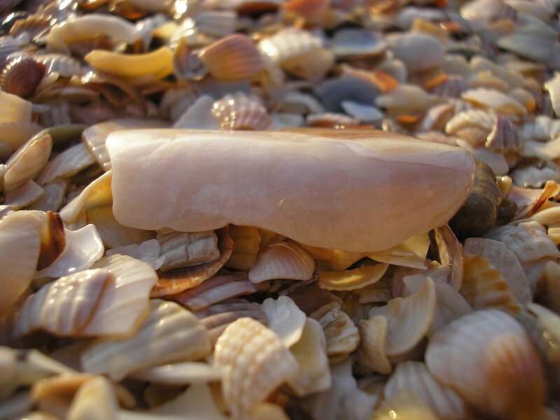 seashells on a beach