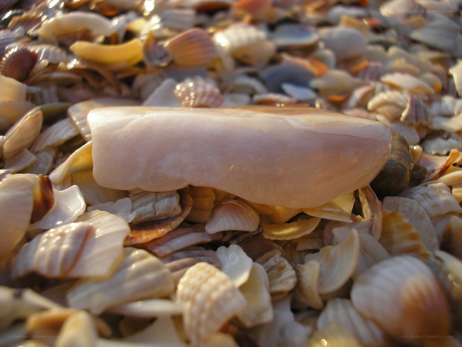 seashells on a beach