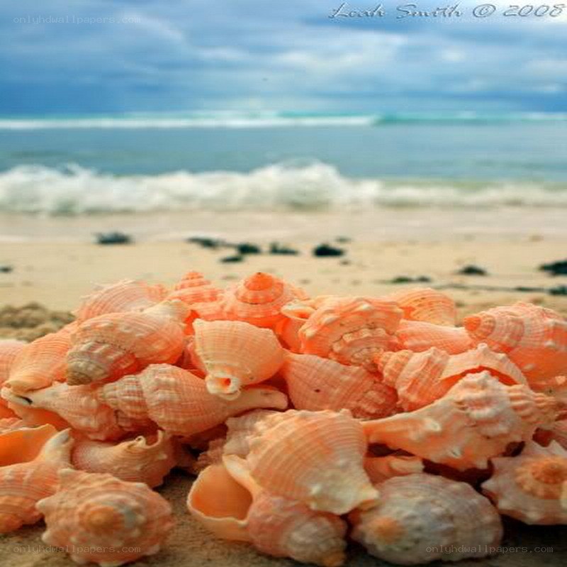 Seashells on a beach