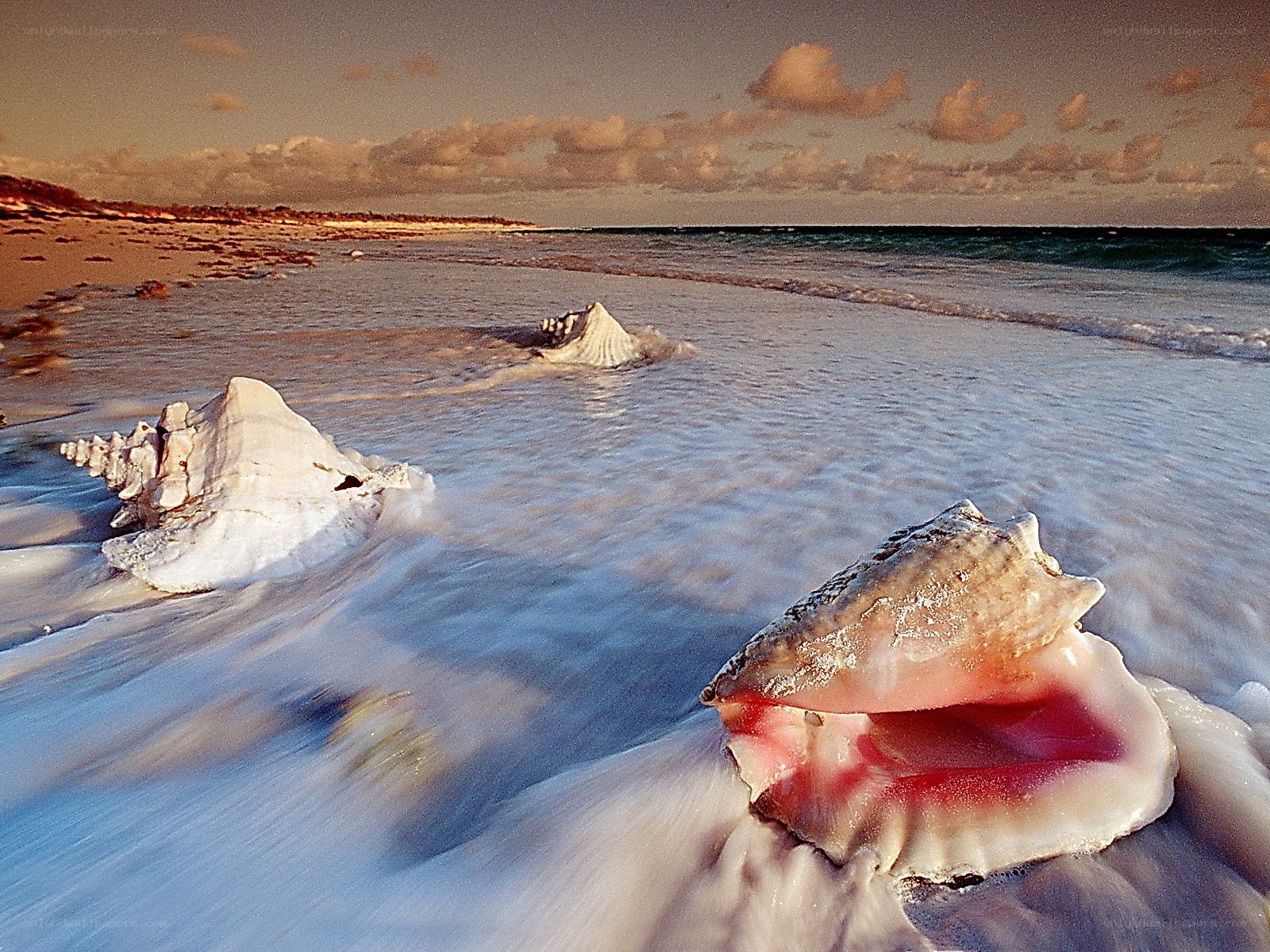 Seashells on a beach at sunset