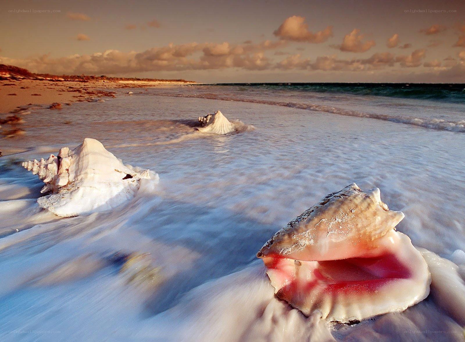 Seashells on a beach at sunset