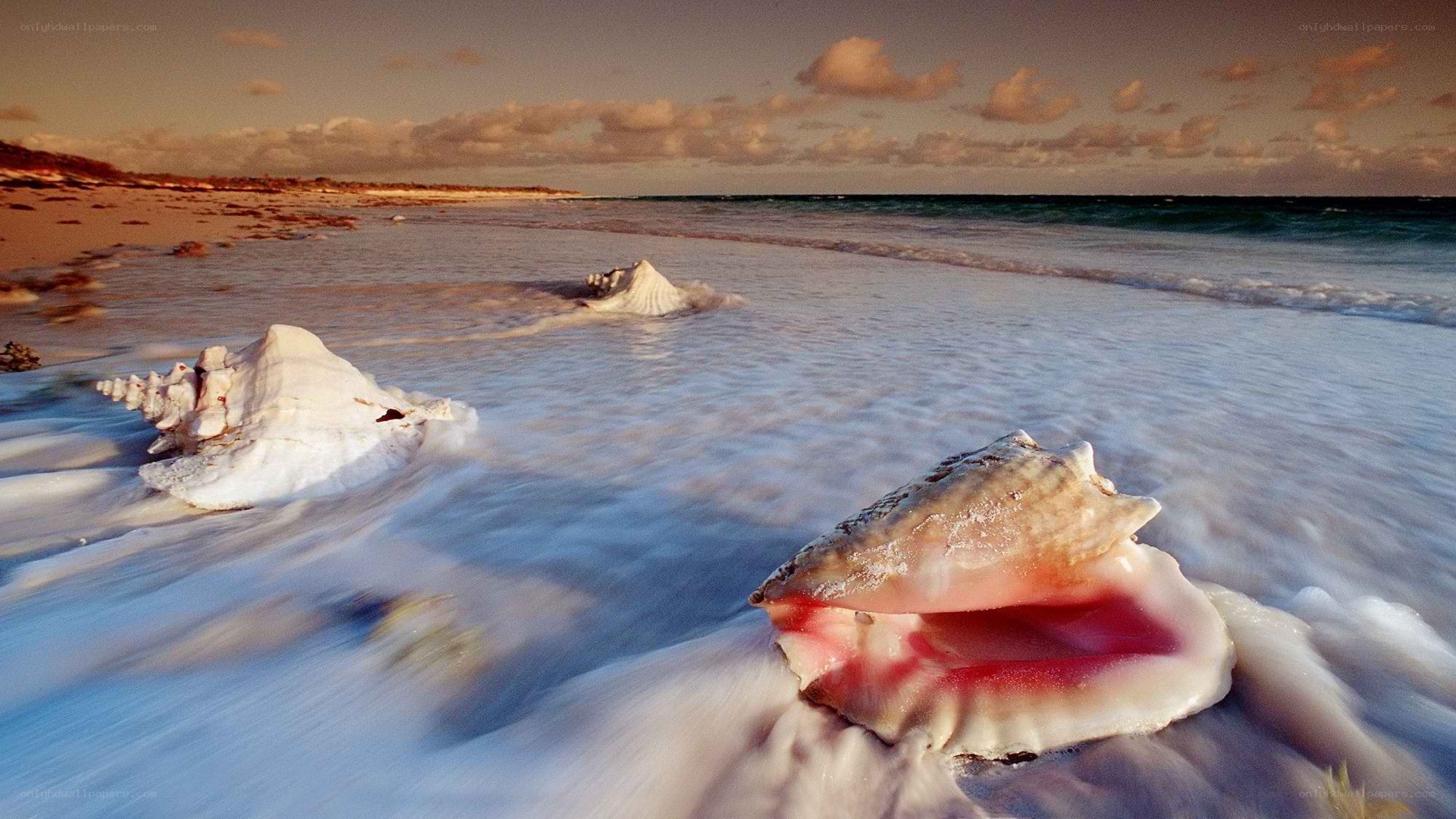 Seashells on a beach at sunset