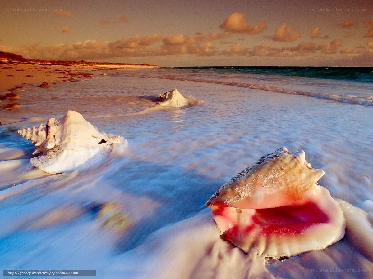 Seashells on a beach at sunset
