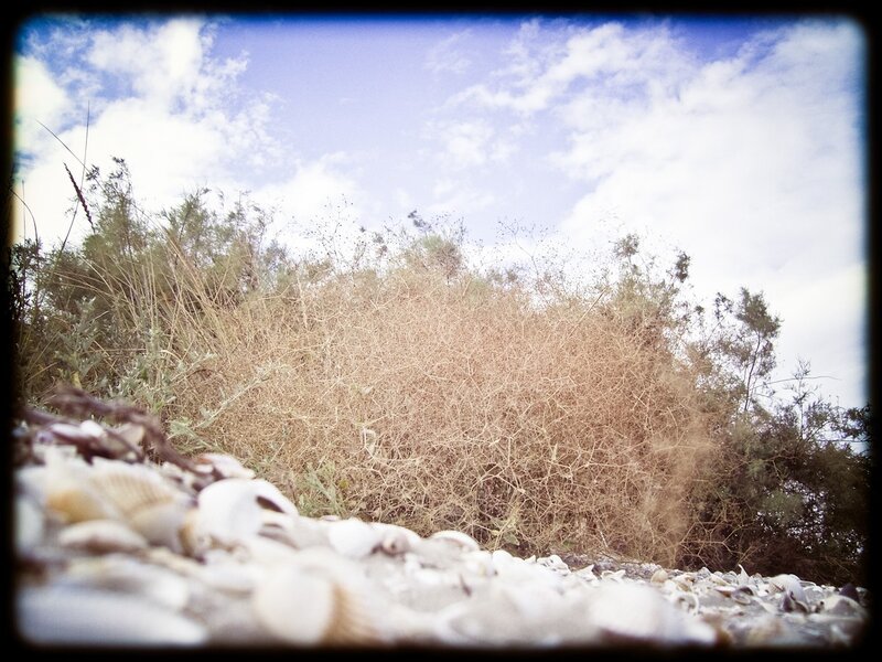 Seashells on a dune