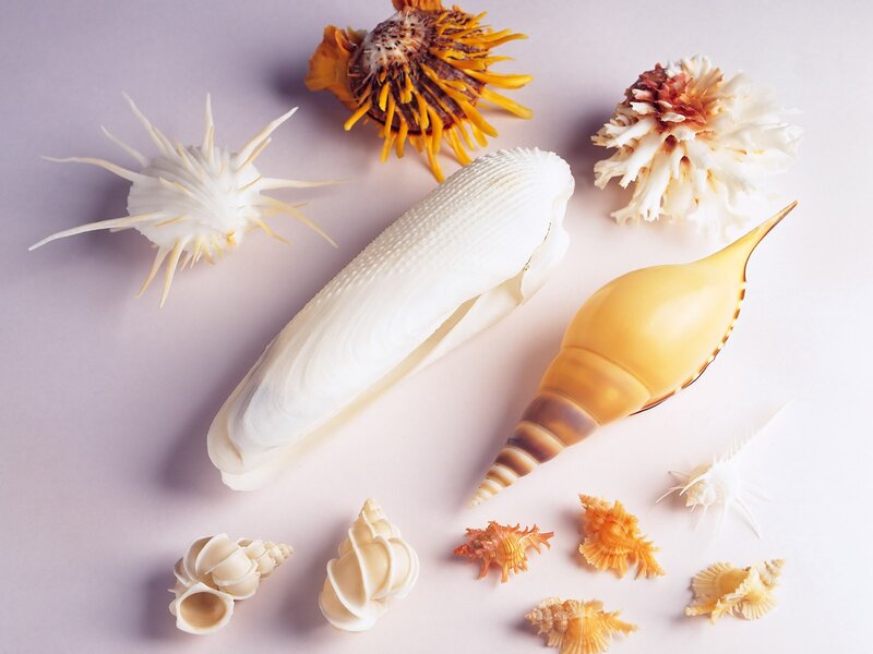 seashells on a light background