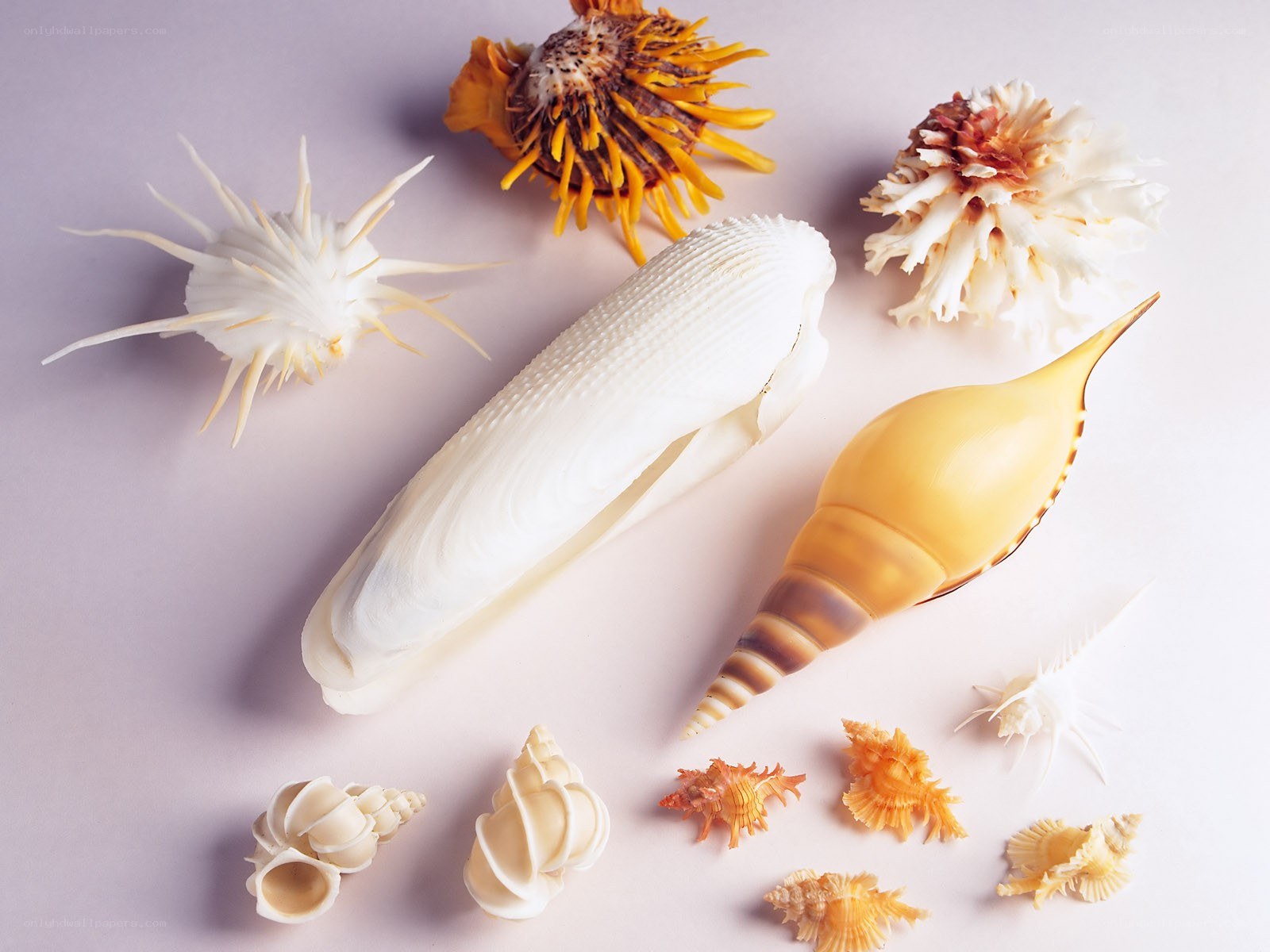 seashells on a light background