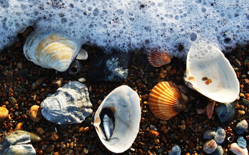 Seashells on a pebble beach