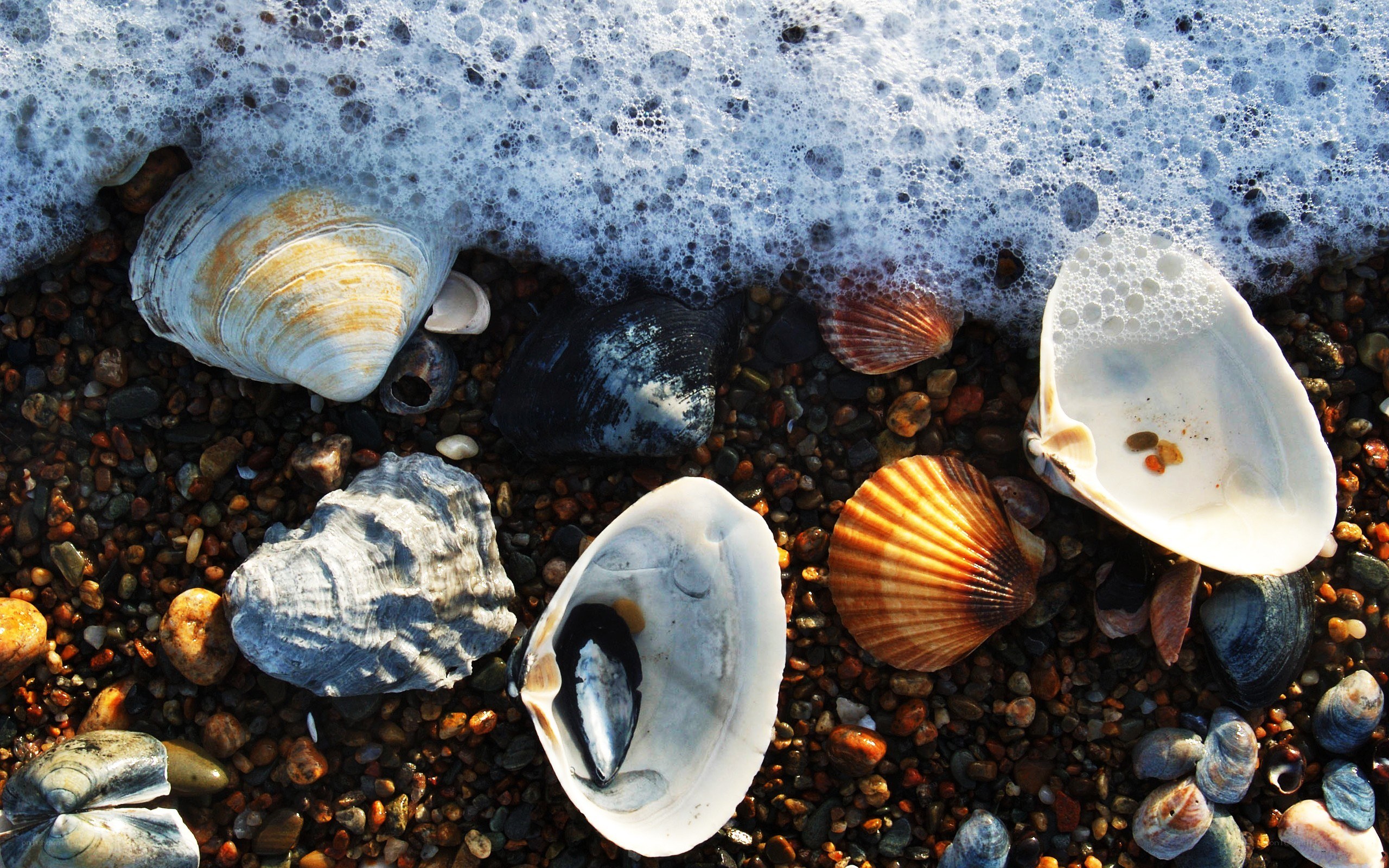 Seashells on a pebble beach