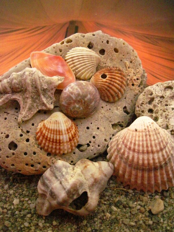 seashells on a rock