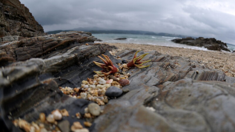 Seashells on a rocky beach