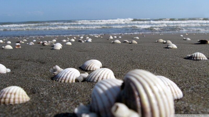 seashells on a sandy beach