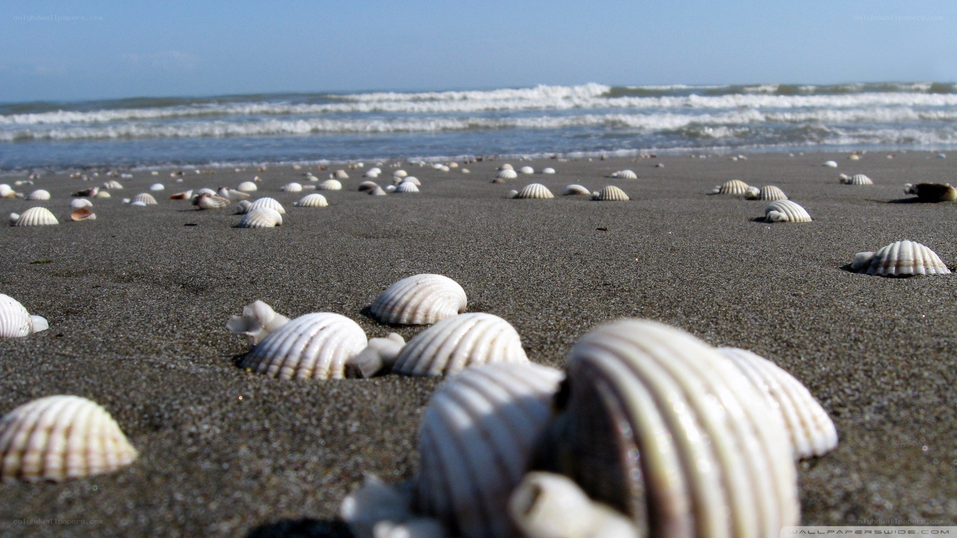 seashells on a sandy beach