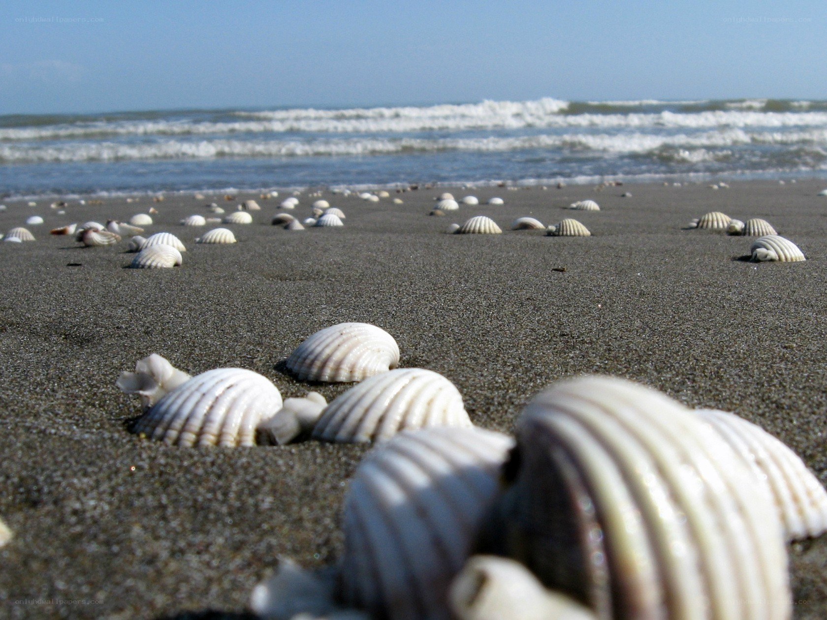 Seashells on a sandy beach