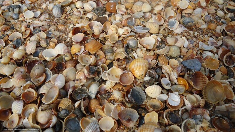 Seashells on a sandy beach