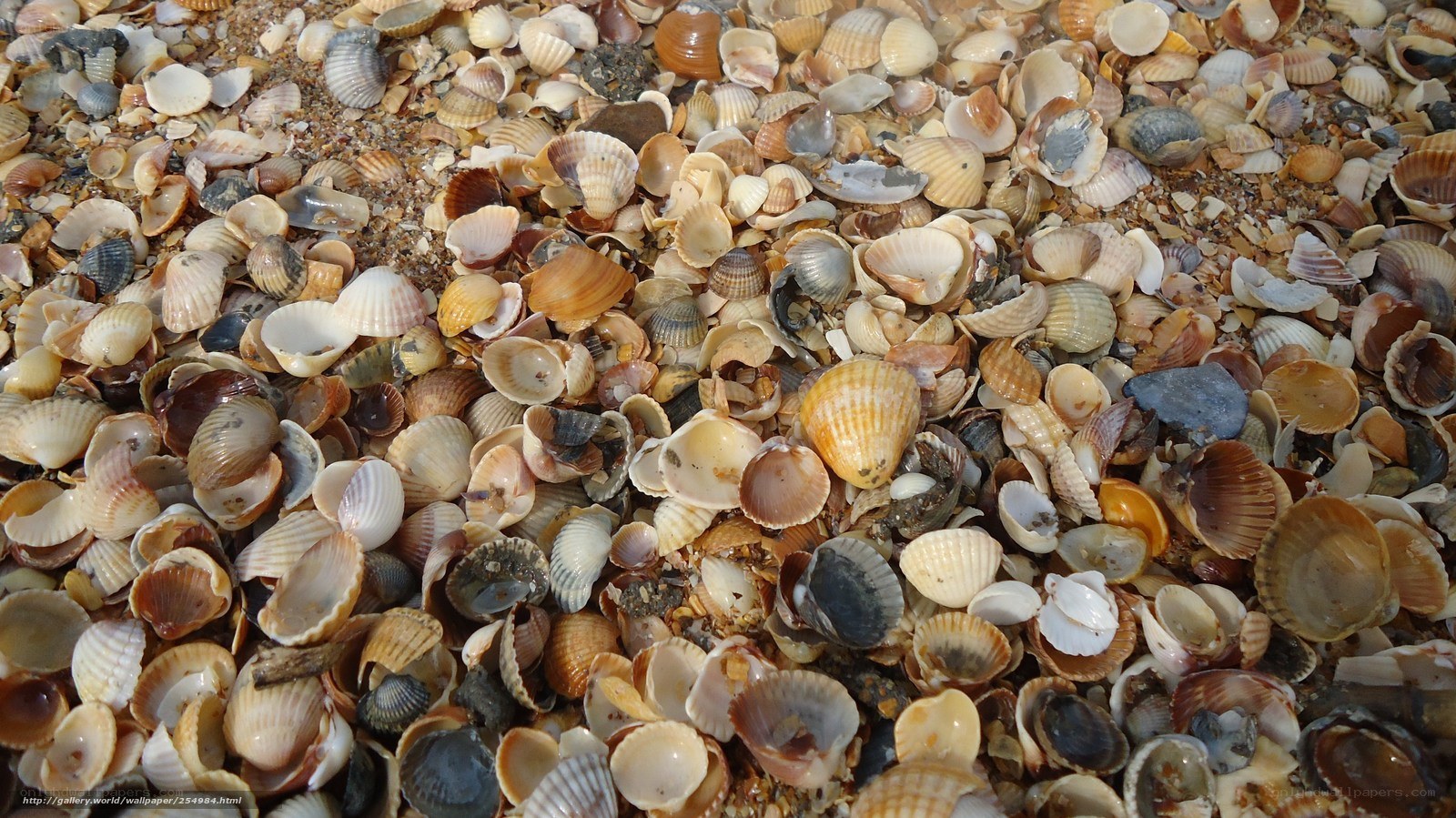 Seashells on a sandy beach