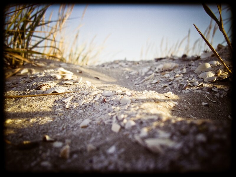 seashells on a sandy dune