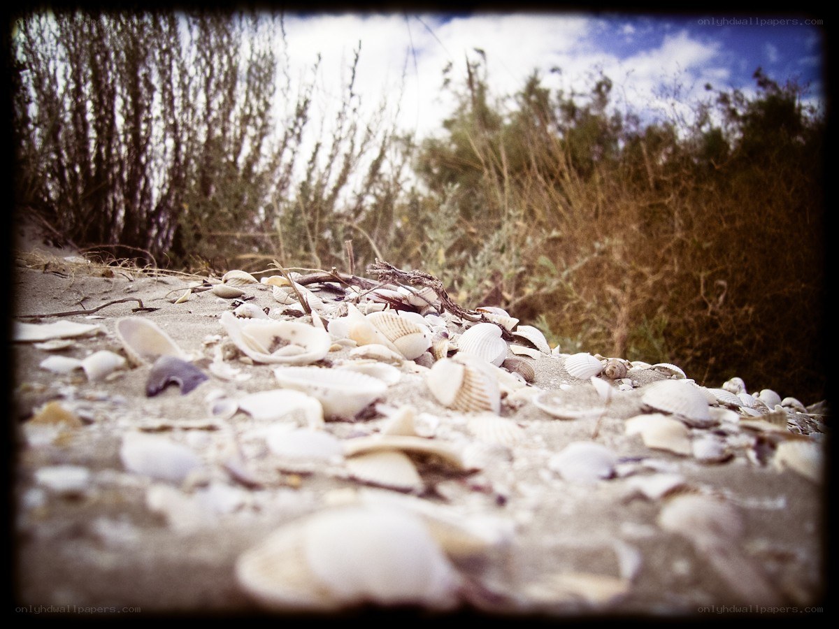 seashells on a sandy shore