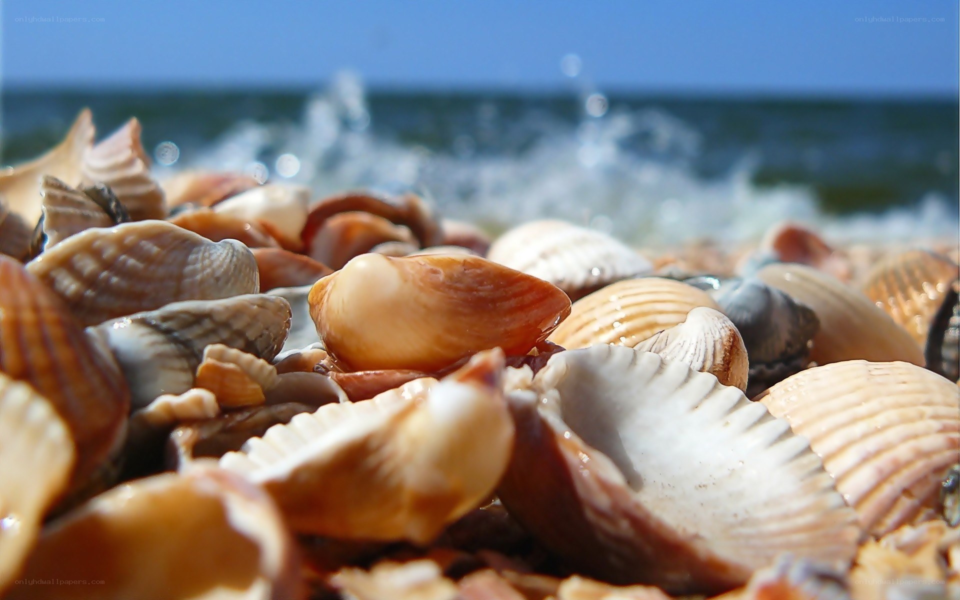 seashells on a sunny beach