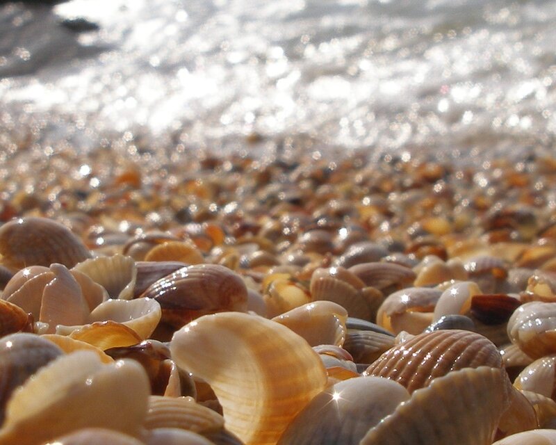 Seashells on a sunny beach