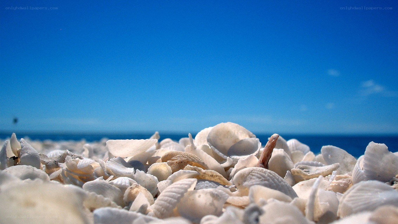 seashells on a sunny beach