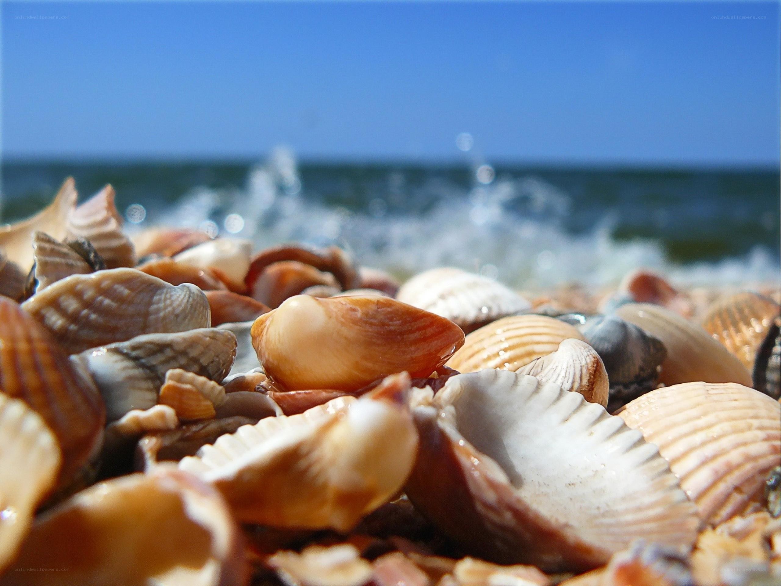 seashells on a sunny beach