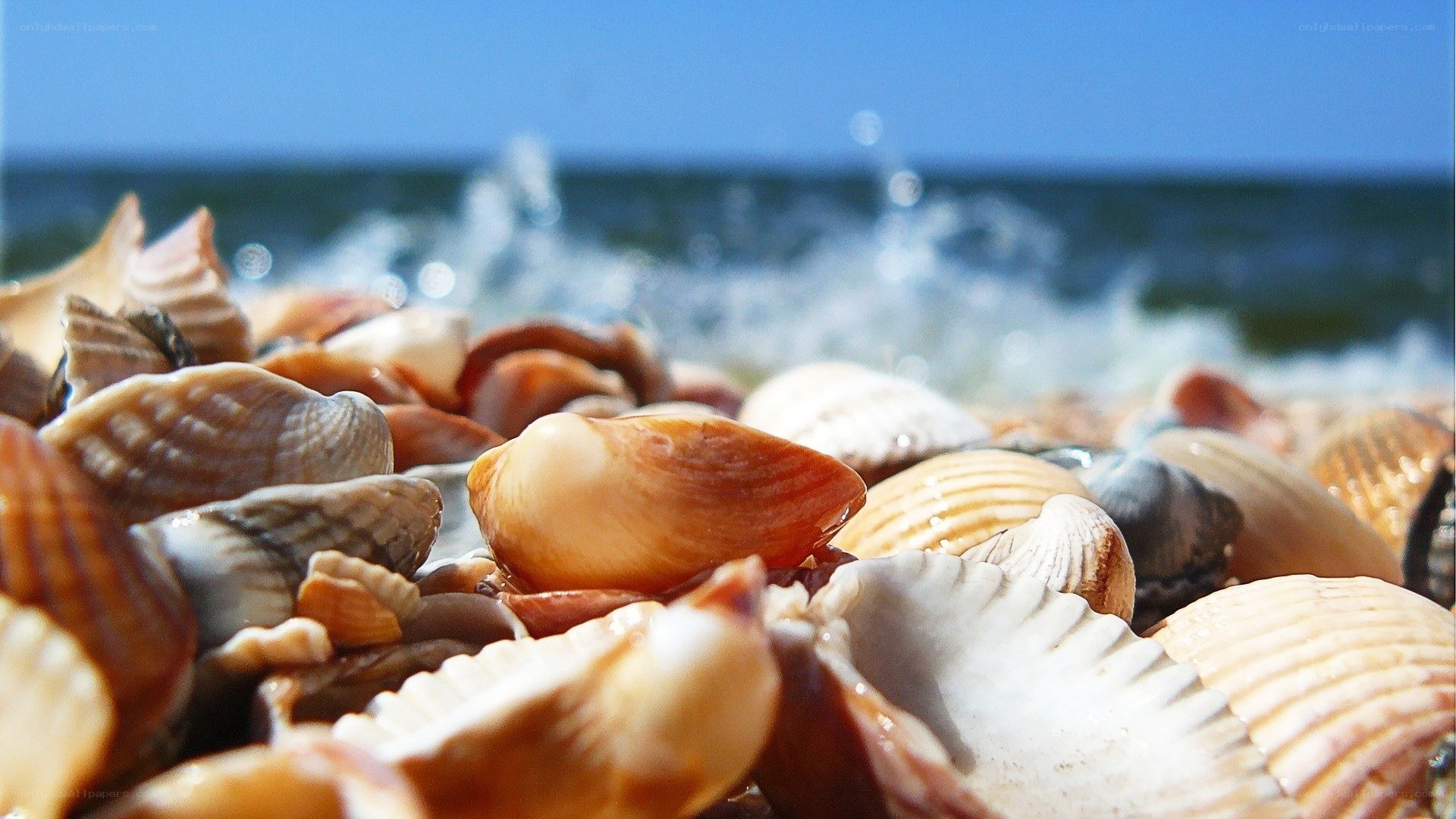 seashells on a sunny beach