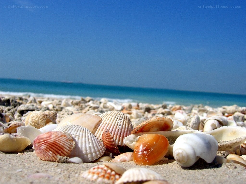 Seashells on a sunny beach
