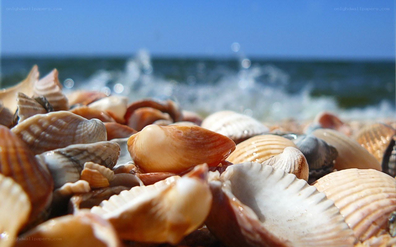 seashells on a sunny beach