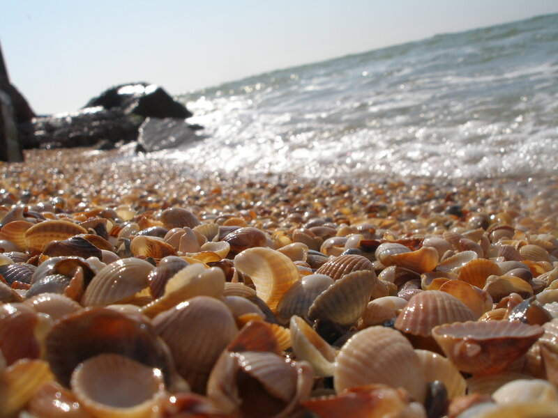 Seashells on a sunny beach