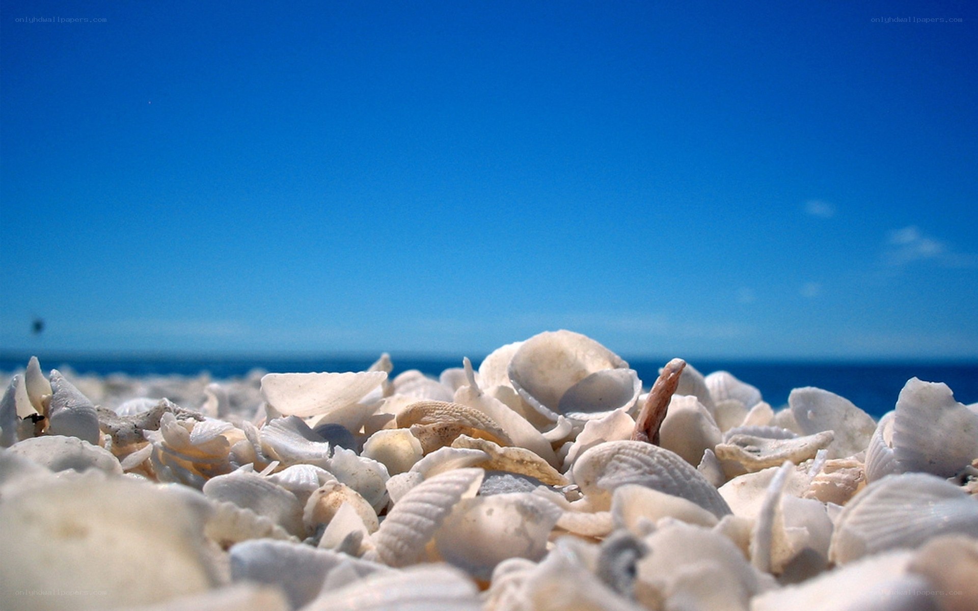 Seashells on a sunny beach