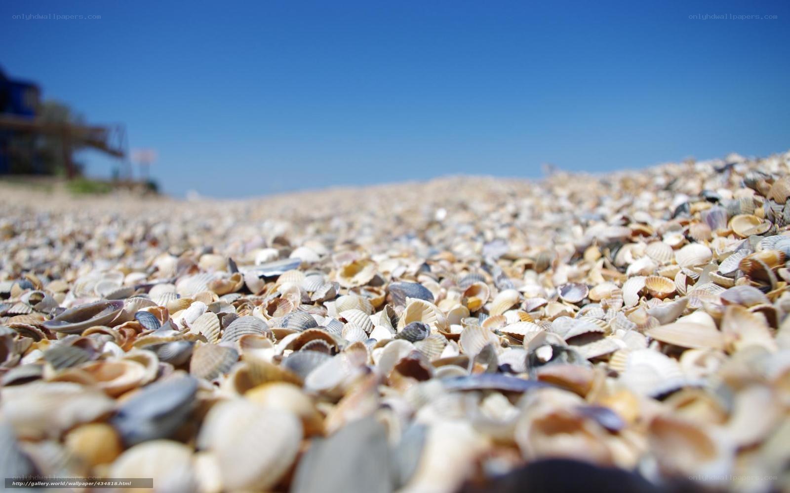 Seashells on a sunny beach