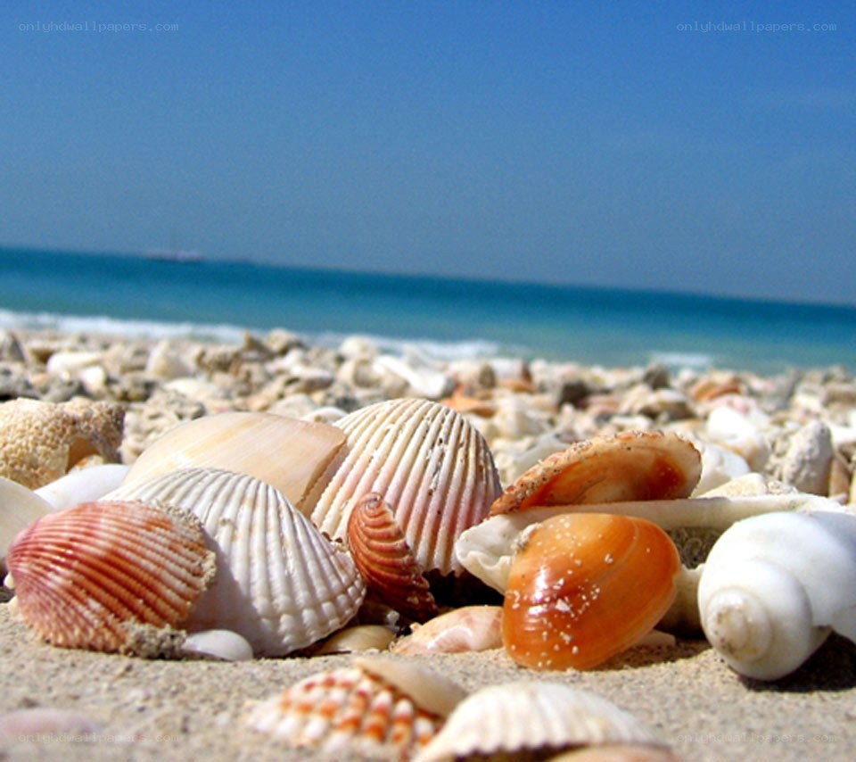 Seashells on a sunny beach