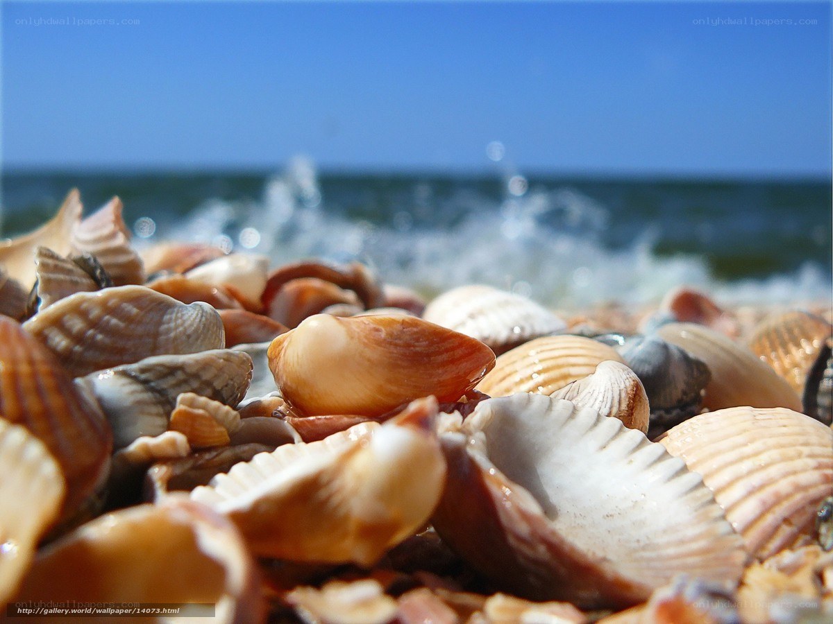 Seashells on a sunny beach