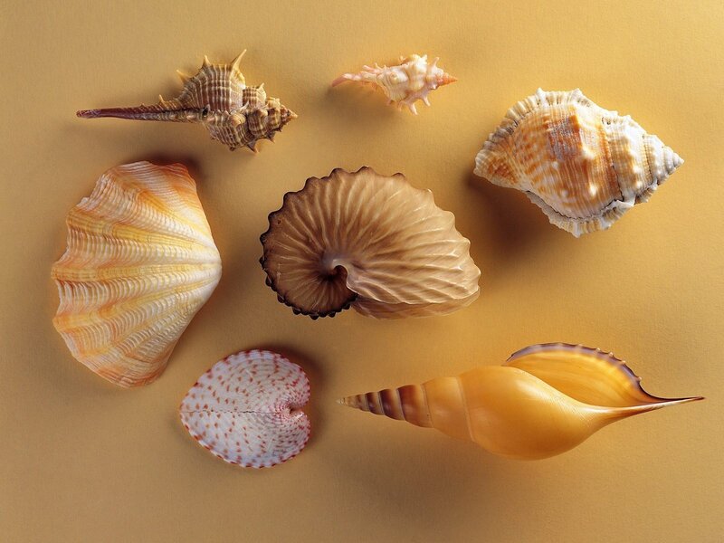 seashells on a yellow background