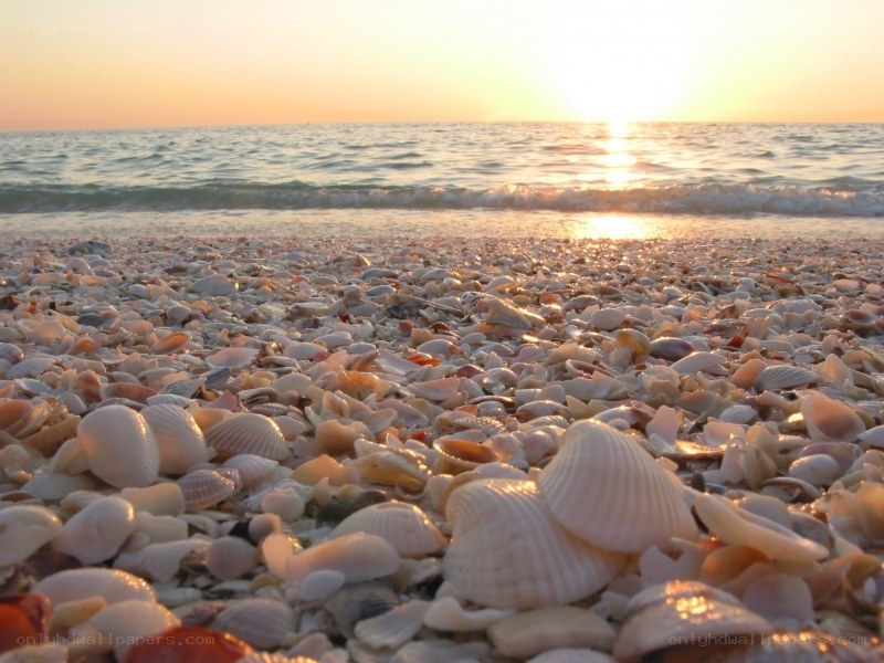 seashells on beach at sunset