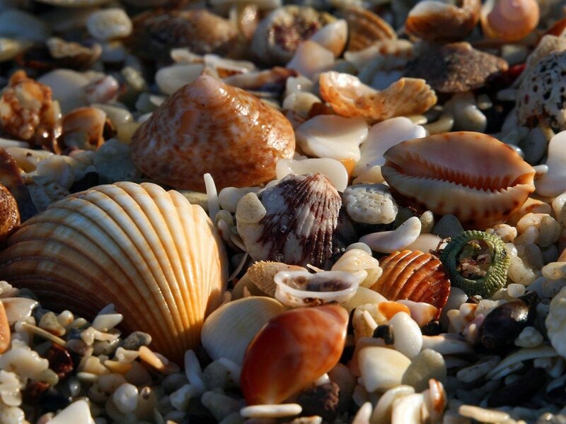 Seashells on Beach — Beige, Serene, Sunset