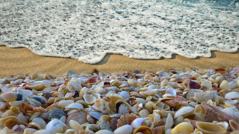 Seashells on Beach — Beige, Serene