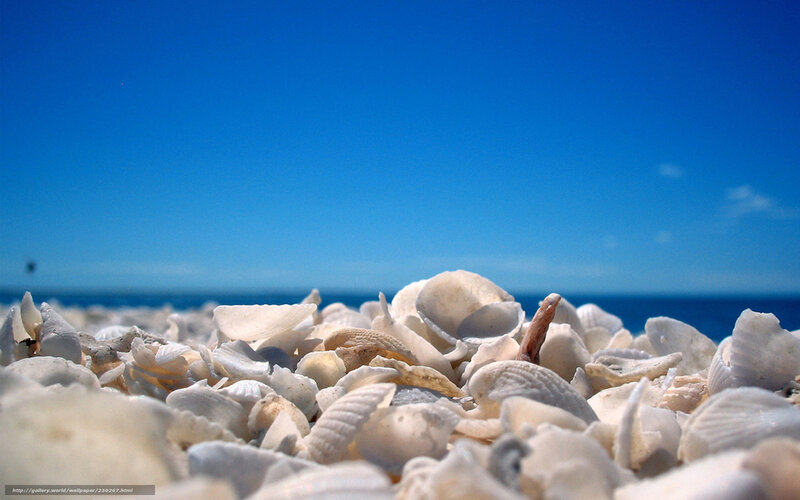Seashells on Beach — Blue, Serene, Afternoon, Photograph, Ocean, Sky, Sand