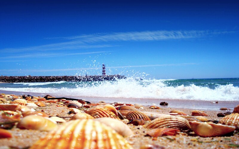 Seashells on Beach — Blue, Serene, Afternoon, Photograph, Ocean