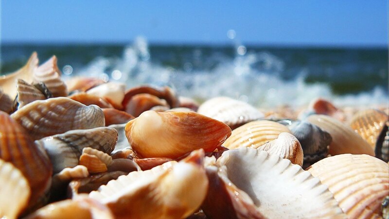 Seashells on Beach — Blue, Serene, Afternoon, Photograph, Ocean, Waves, Sky, White, Brown