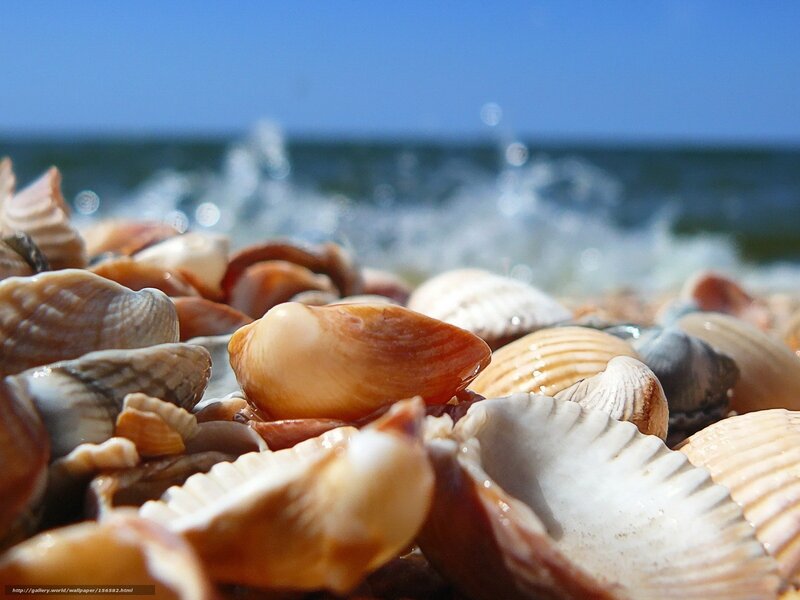 Seashells on Beach — Blue, Serene, Afternoon, Photograph, Ocean, Waves