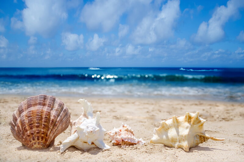 Seashells on Beach — Blue, Serene, Afternoon, Photograph, Sand