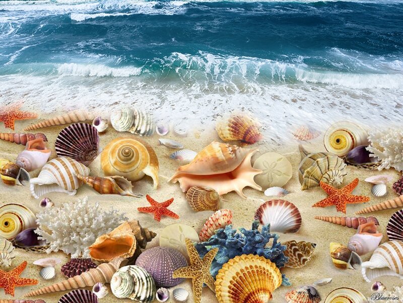 Seashells on Beach — Blue, Serene, Afternoon, Photograph, Starfish, Coral