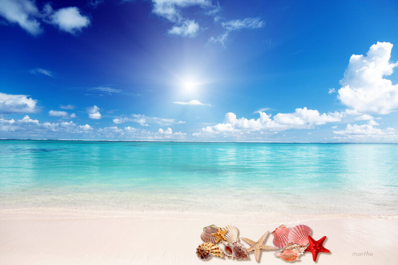 Seashells on Beach — Blue, Serene, Afternoon, Photograph, Starfish, Shells