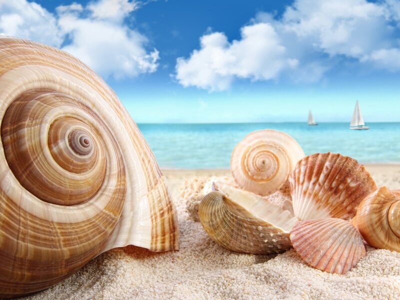 Seashells on Beach — Blue, Serene, Afternoon, Photograph
